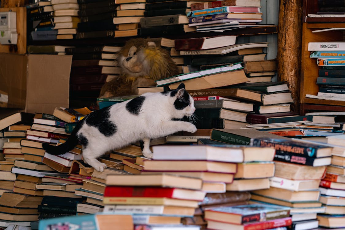 A cat is standing on top of a pile of books