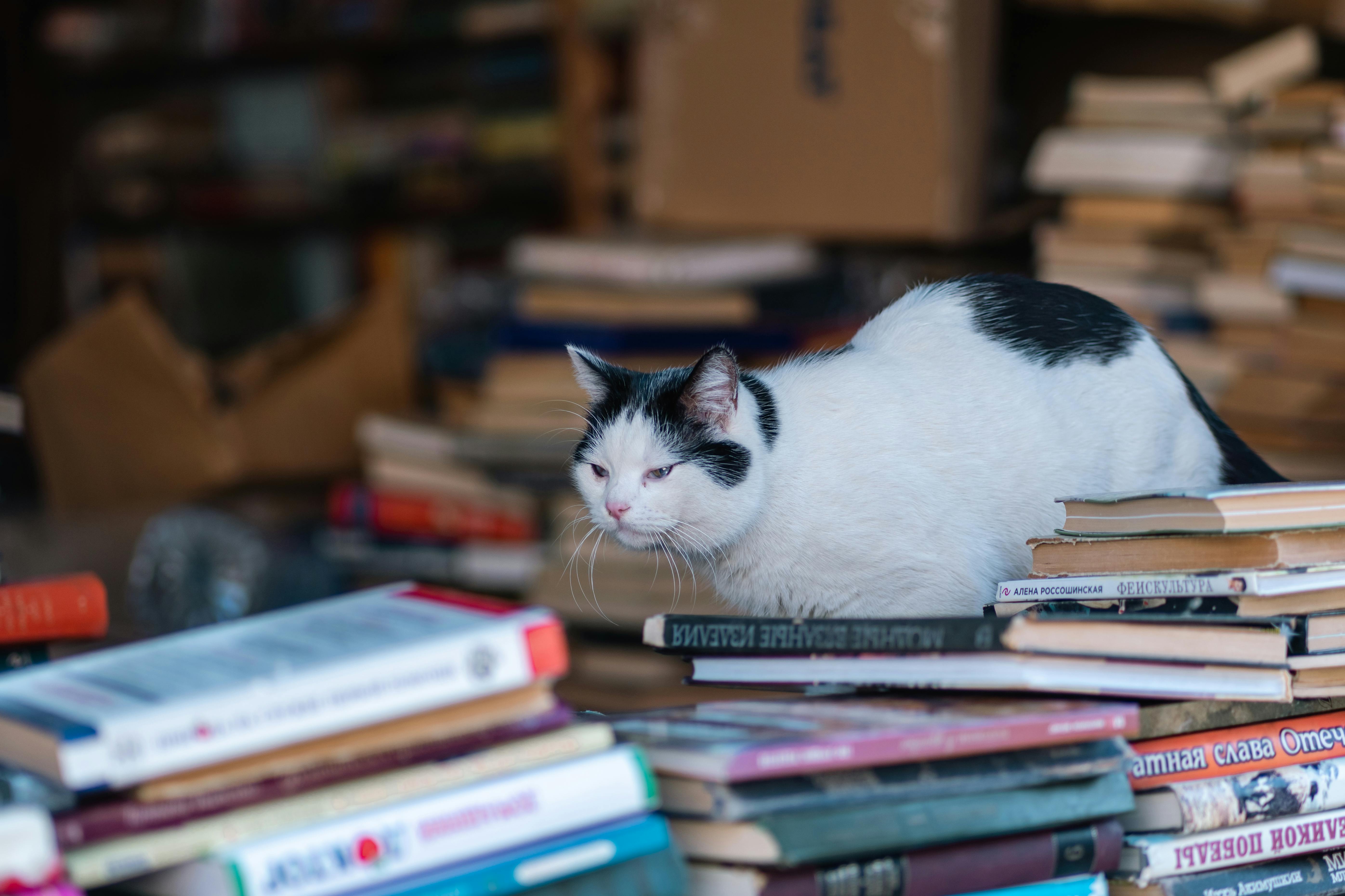 Книги для личностного роста, успеха и адаптации русскоязычных в Европе