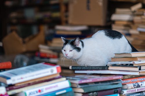 A black and white cat standing on top of a pile of books