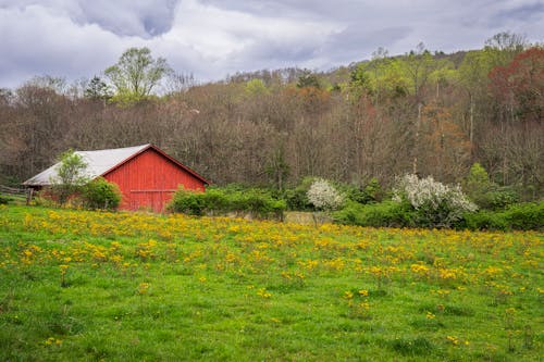 A red barn in a field with flowers