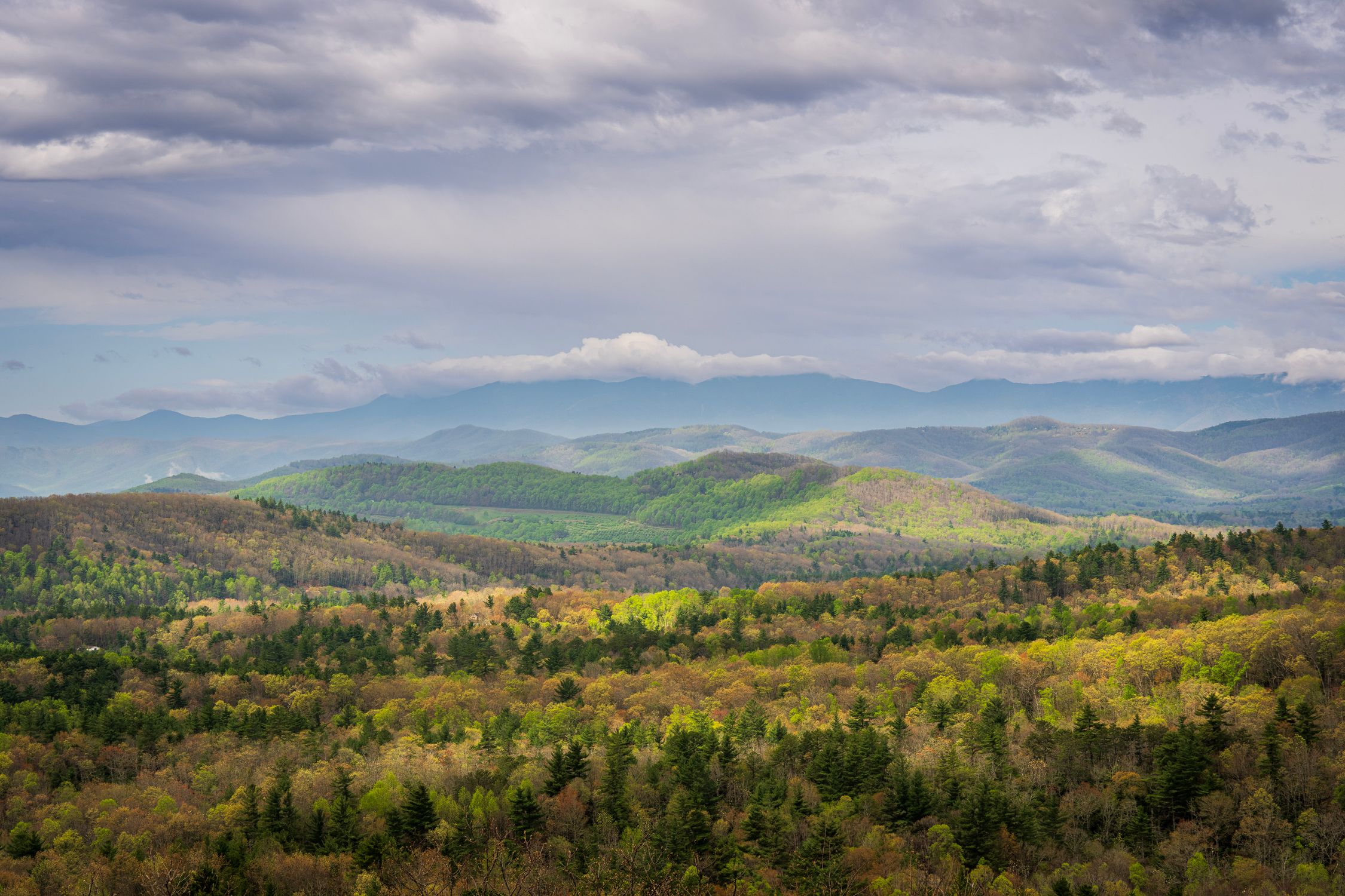Trees in a Mountain Valley · Free Stock Photo