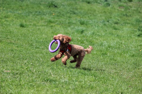 Best Weather-Friendly Outdoor Toys for Pets