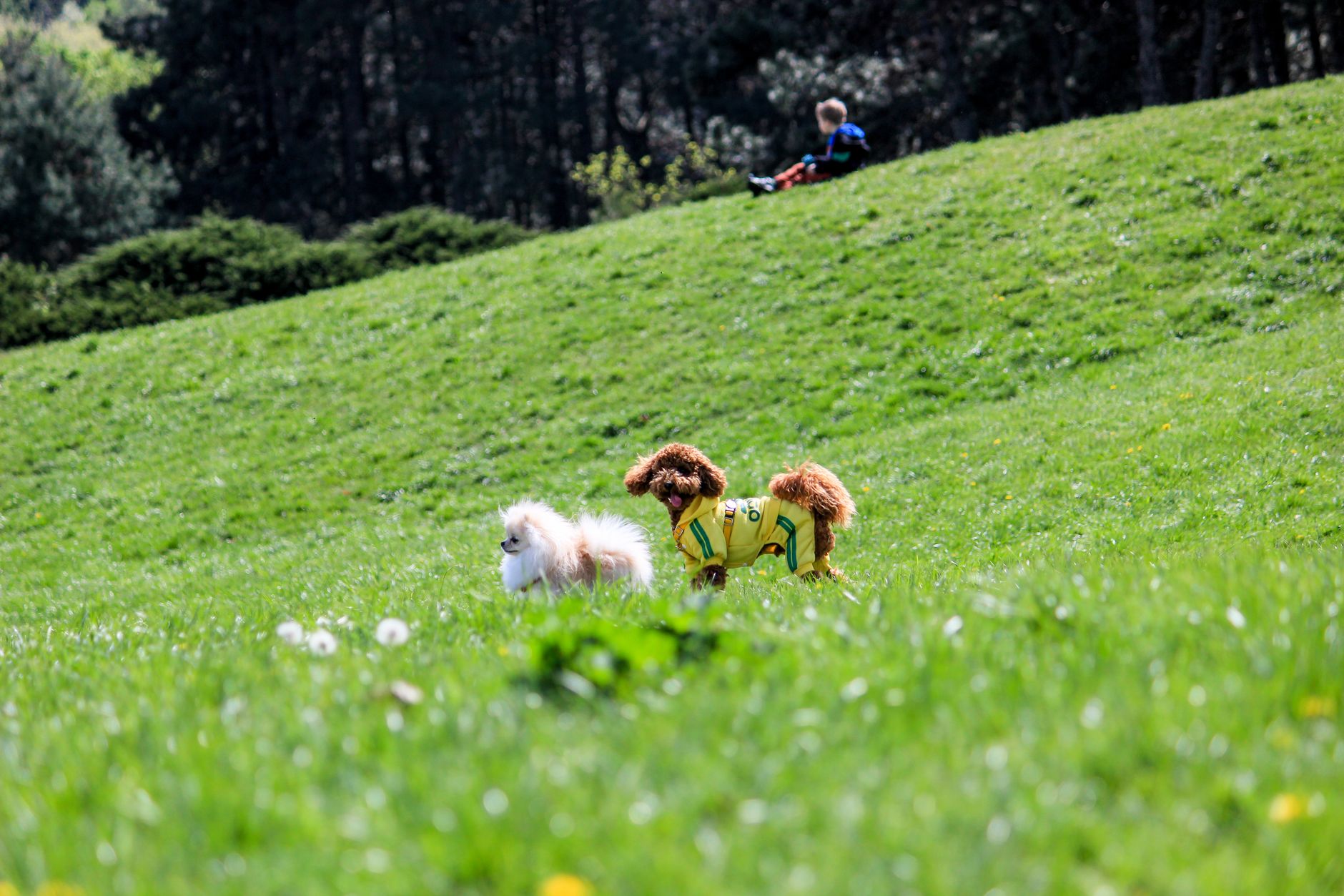 Pomeranian and Poodle playing on grassy hill with person in background.
