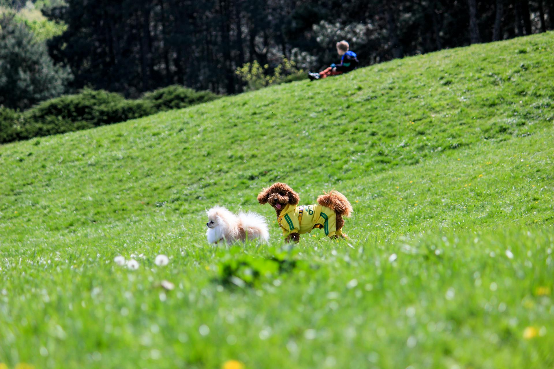 Dogs on a Meadow