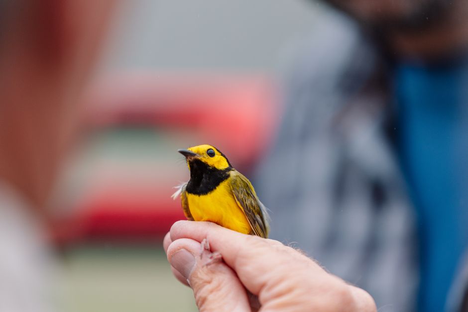 Hooded Warbler — Hooded Warbler closeup