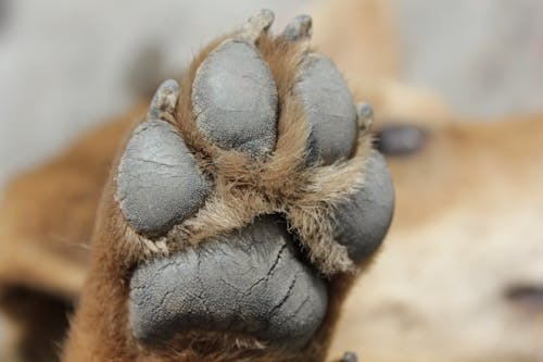 Kostnadsfri bild av brun hund, hundpottar, svarta naglar