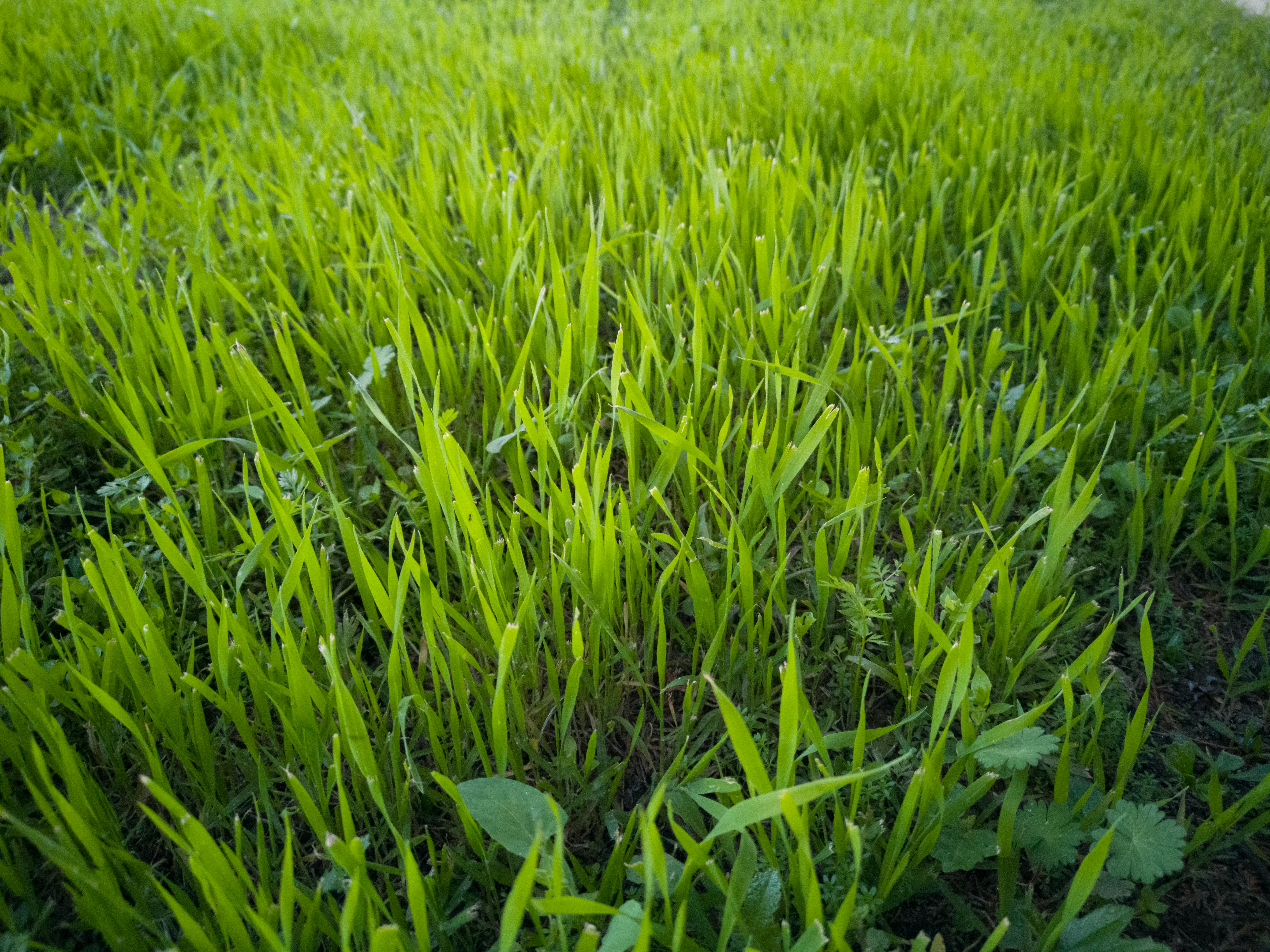 scandinavian kitchen with open shelving
