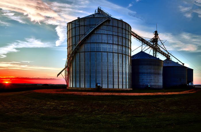 Concentrate cattle feed