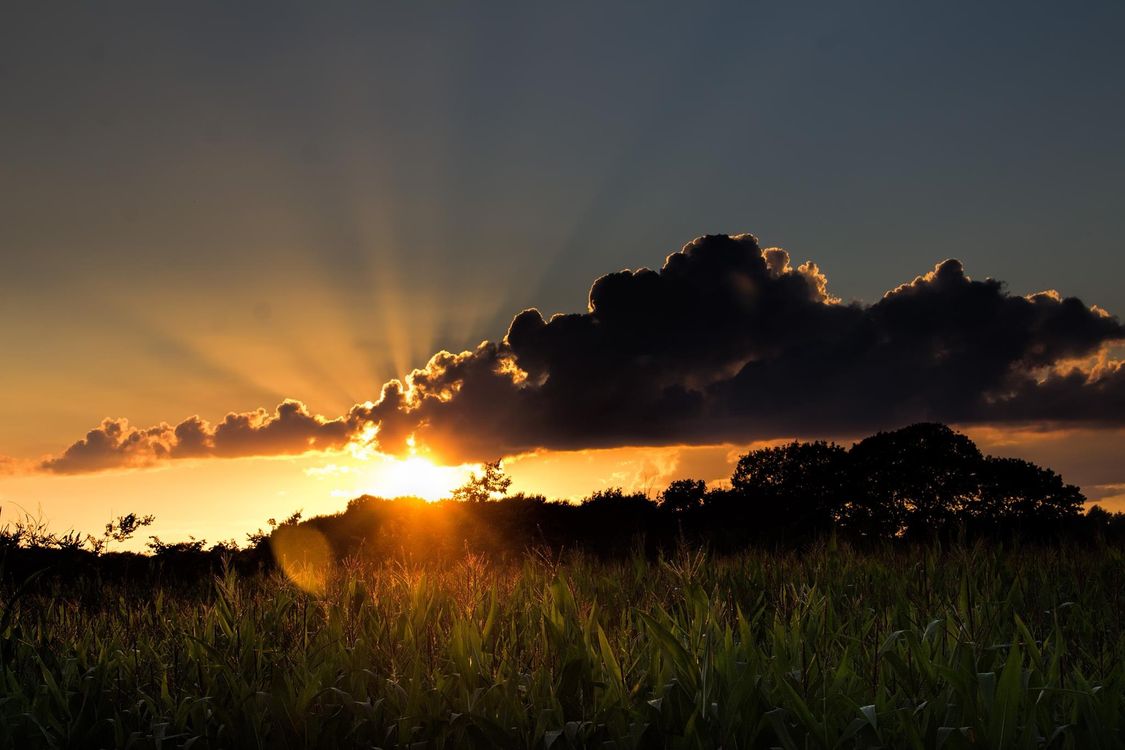 Golden wheat field at sunset with warm sunlight