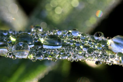 Макро фотография растения с каплями воды