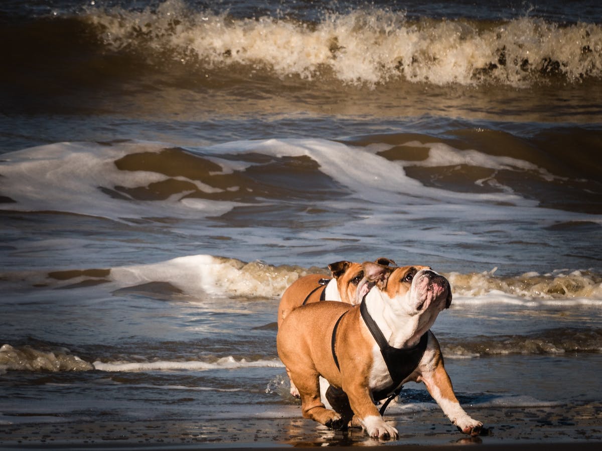 Two Adult Tan-and-white English Bulldogs on Seashore