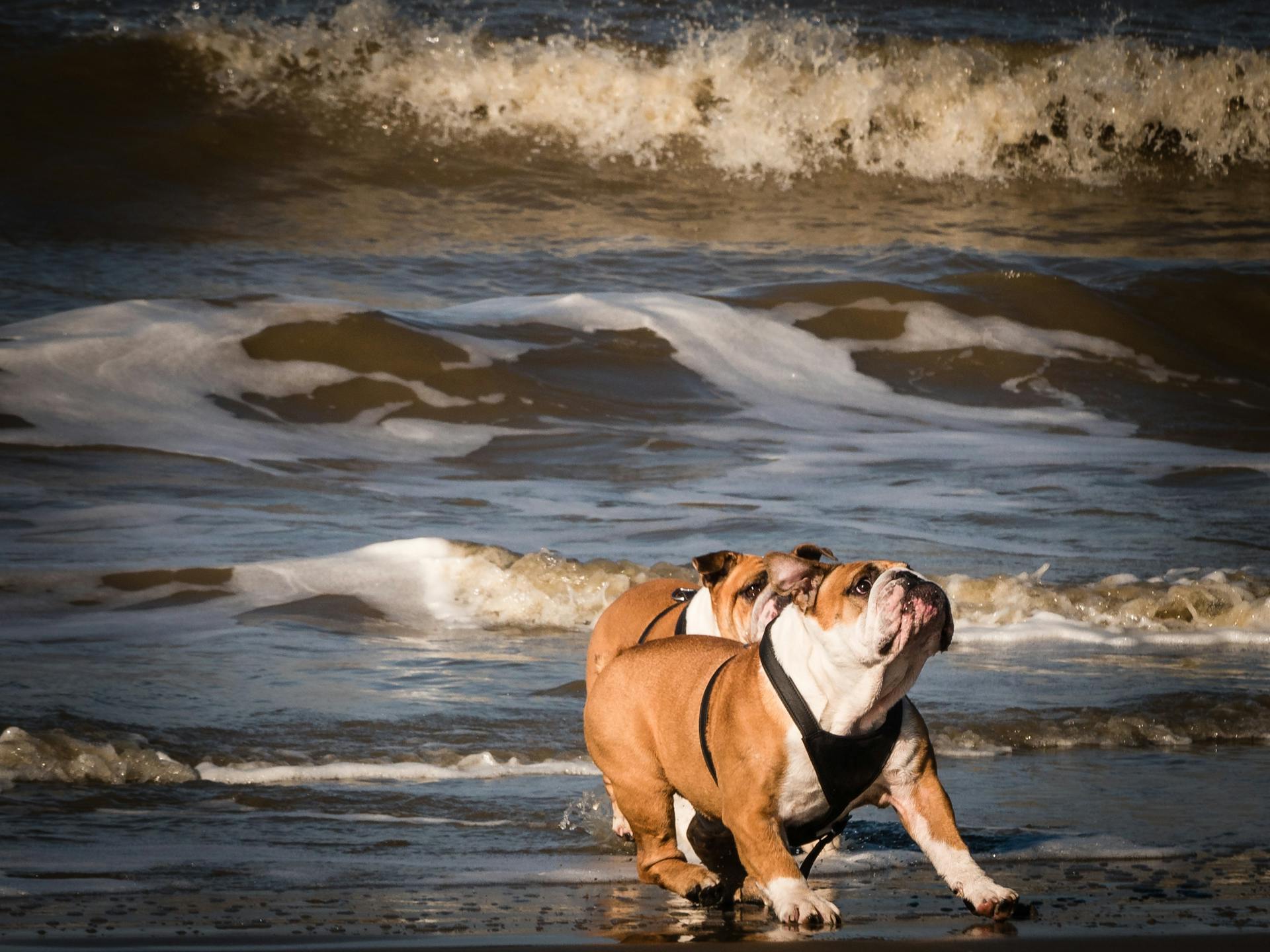 Two Adult Tan-and-white English Bulldogs on Seashore