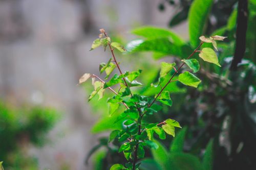 Free Vibrant leaves of a plant in a garden in Syria, showing new growth. Stock Photo