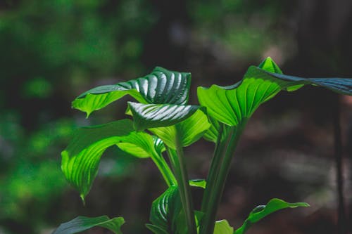 бесплатная Зеленое растение Стоковое фото
