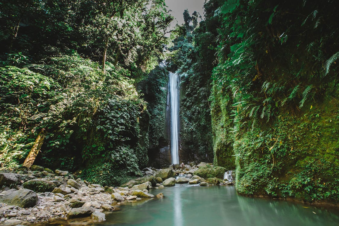 Cachoeiras Perto De árvores Com Folhas Verdes