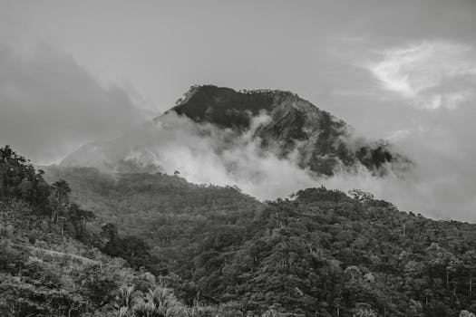 黑白照片中的雾山景观，位于浓密森林之中