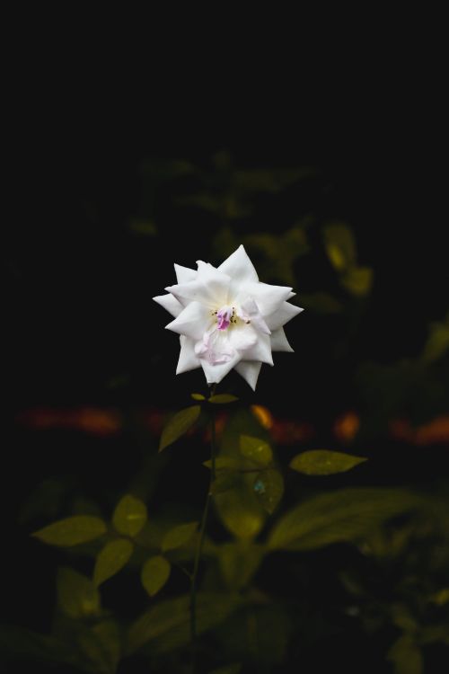 Free A delicate white flower stands out against a dark, moody background, showcasing nature's elegance. Stock Photo