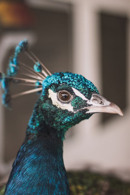 Free Blue Peacock Stock Photo