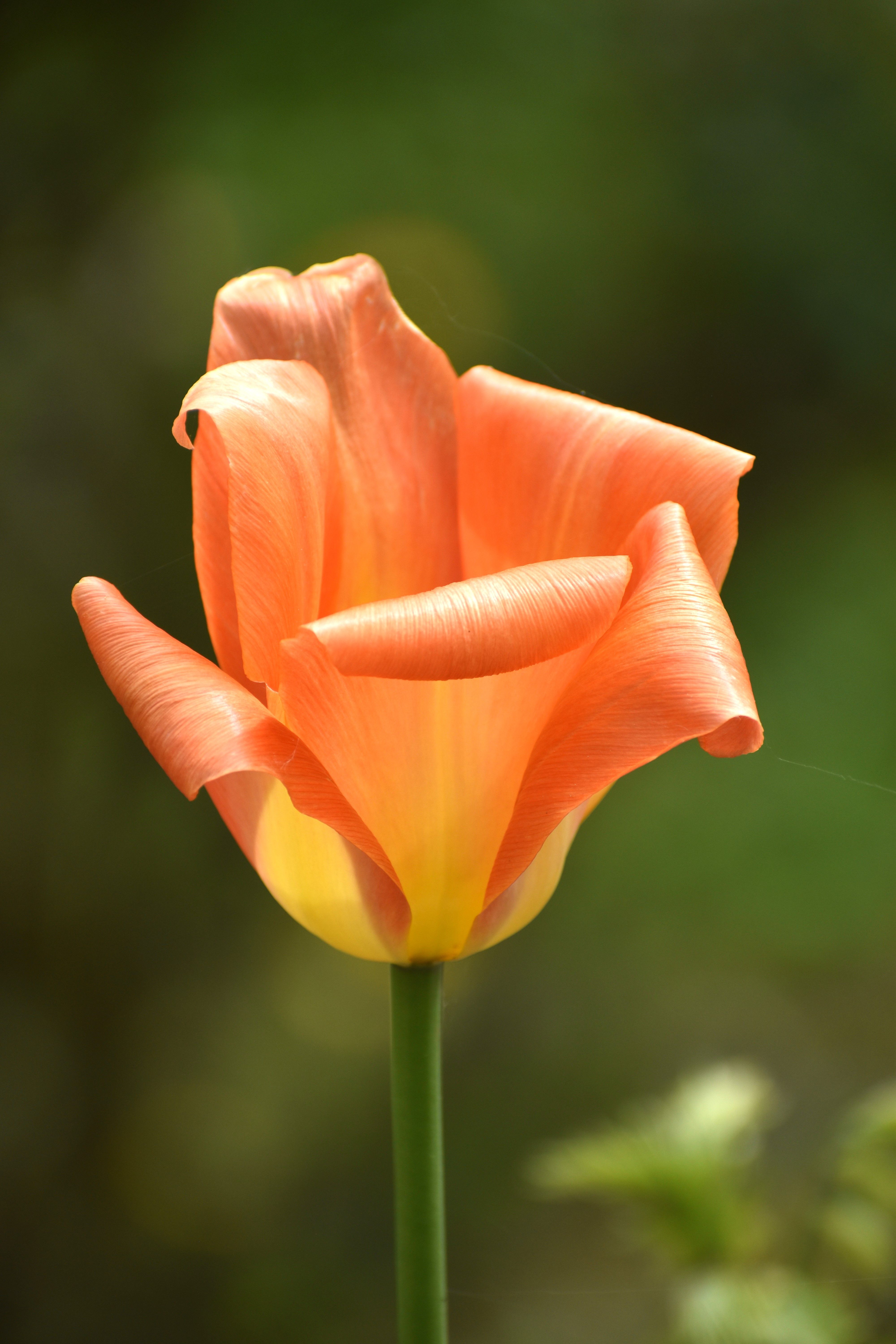 Beautiful Roses! · Free Stock Photo