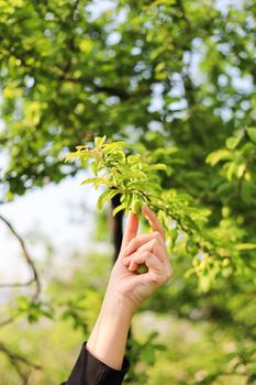 A hand reaches towards green fruit on a lush tree in a summer orchard.