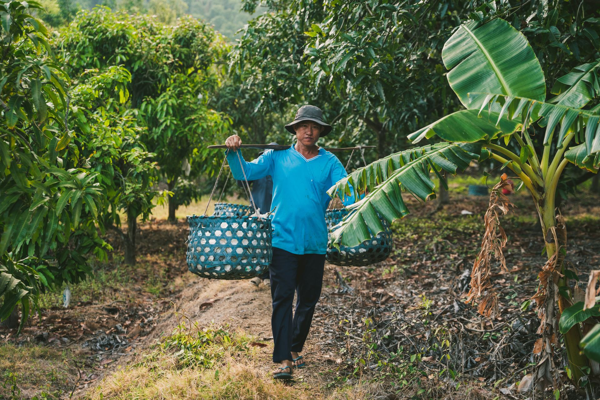 A farmer in a blue shirt carries baskets across a rural tropical farm, surrounded by banana trees.