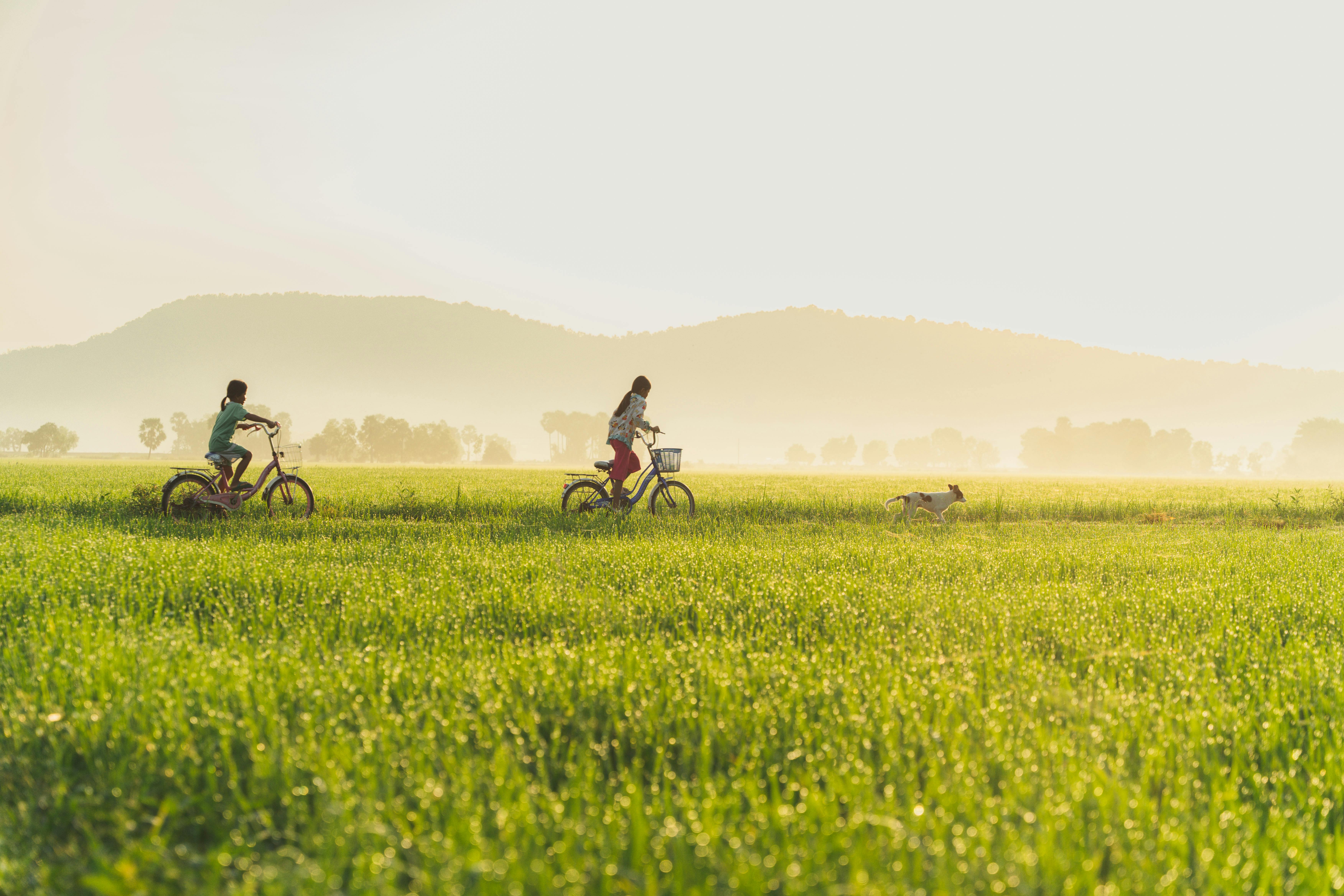 Two children biking with a dog in a sunlit rural field, capturing freedom and nature.