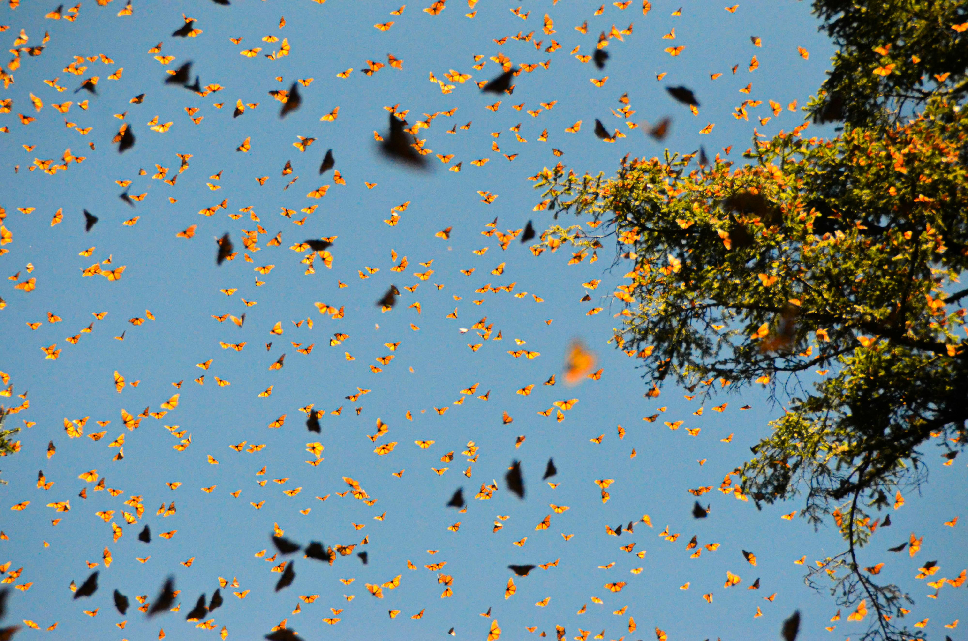 yellow leaves flying in sunlight