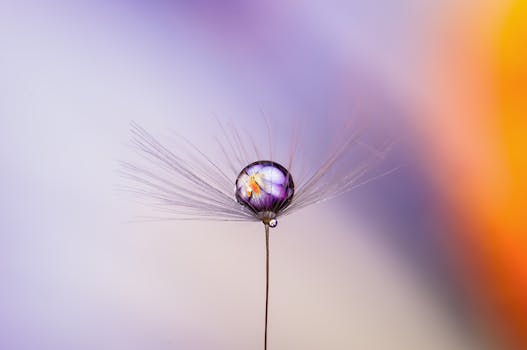 Extreme close-up of a delicate dandelion seed with a colorful flower reflection in a water droplet.