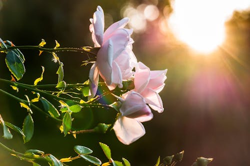 Macro Photo Pink Flowers