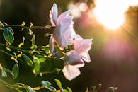 夕阳下，美丽的粉红玫瑰在户外绽放，绿叶浓郁