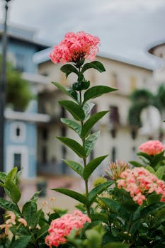 特写镜头中，充满活力的粉红色花朵映衬着背景里模糊的巴拿马建筑