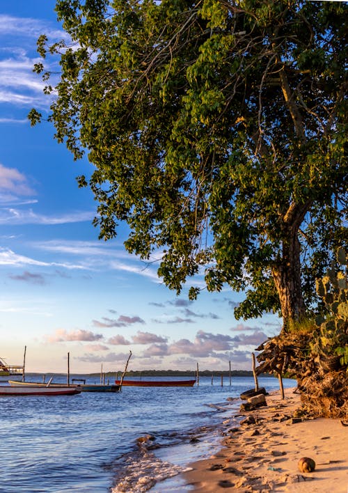 Boats on Sea Near Green Tree