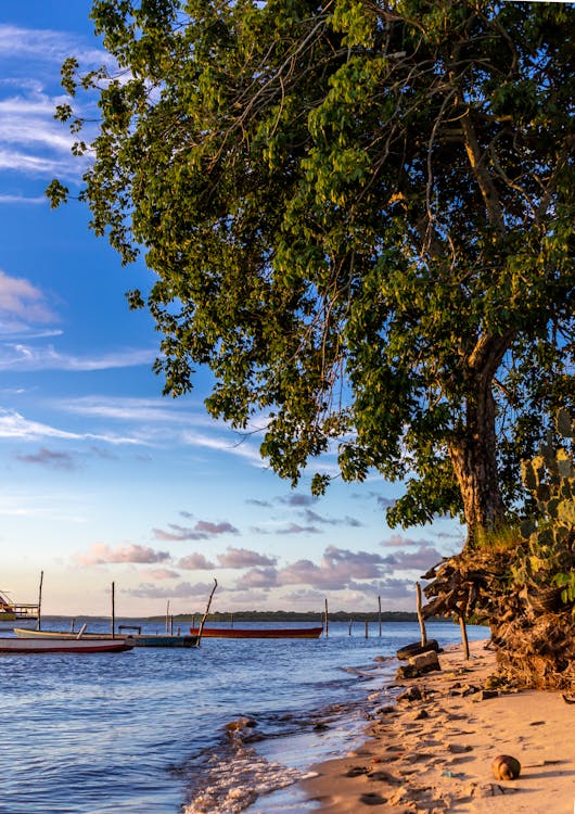 Barcos No Mar Perto De árvore Verde