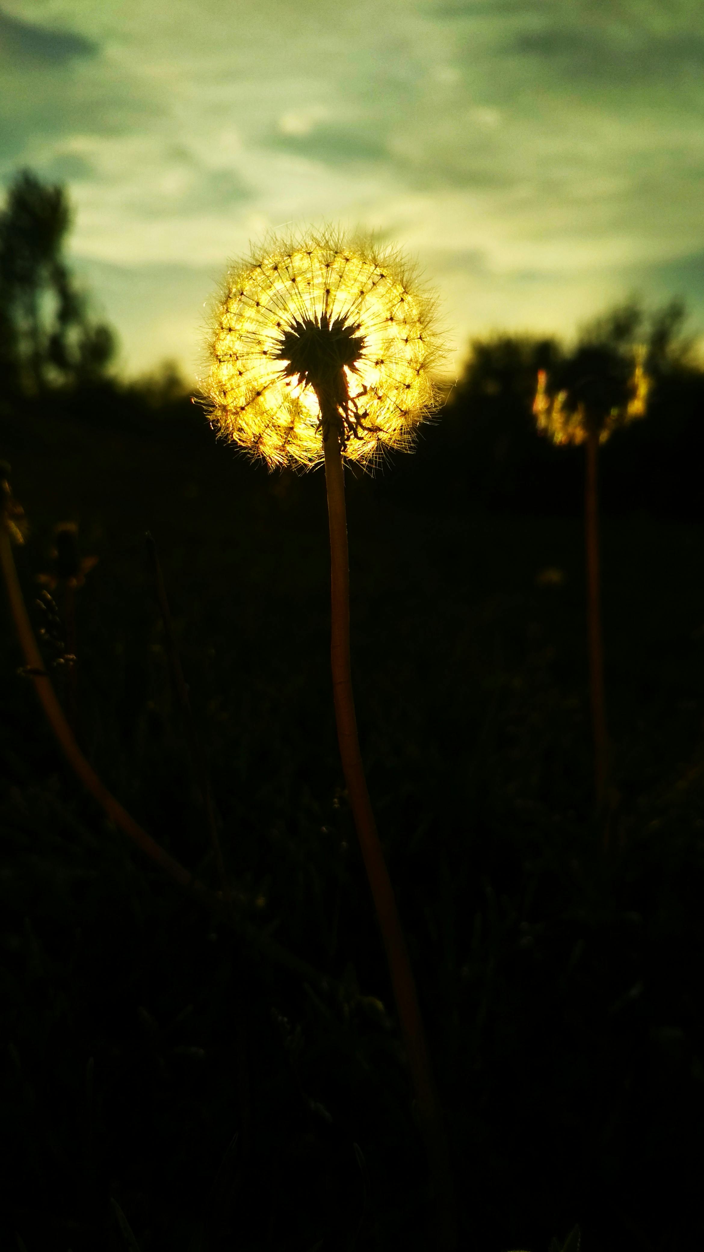 12 Gambar Bunga Dandelion Cantik Galeri Bunga HD