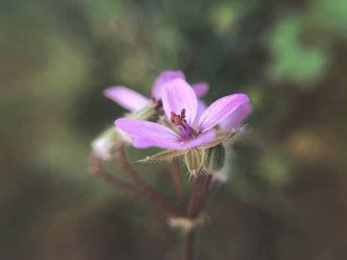 Free stock photo of flower, macro, nature