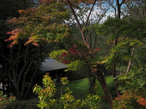 Kostnadsfri bild av fjäder, japansk, park