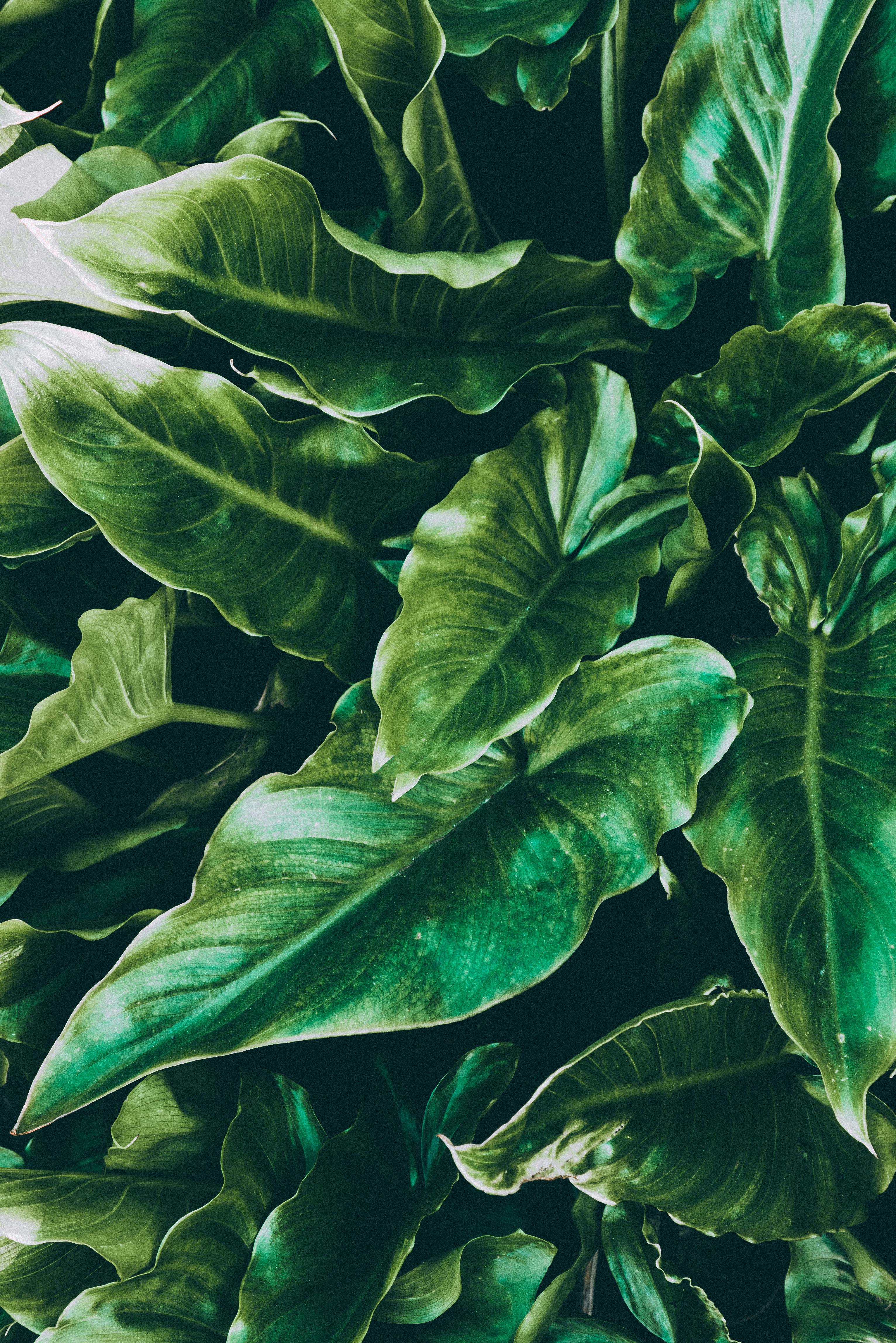 Tropical Leaves | WALLPAPER - Grafico Group