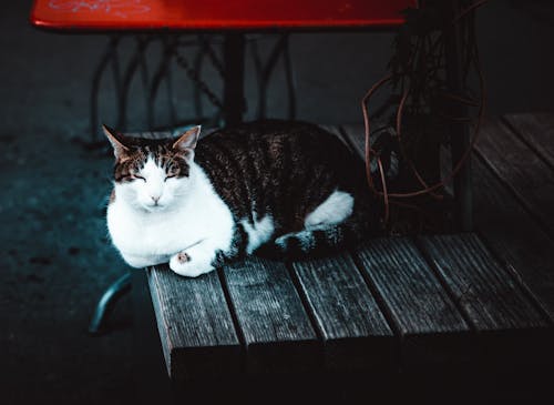 Kostenlos Katze, Die Auf Braunem Holztisch Schläft Stock-Foto