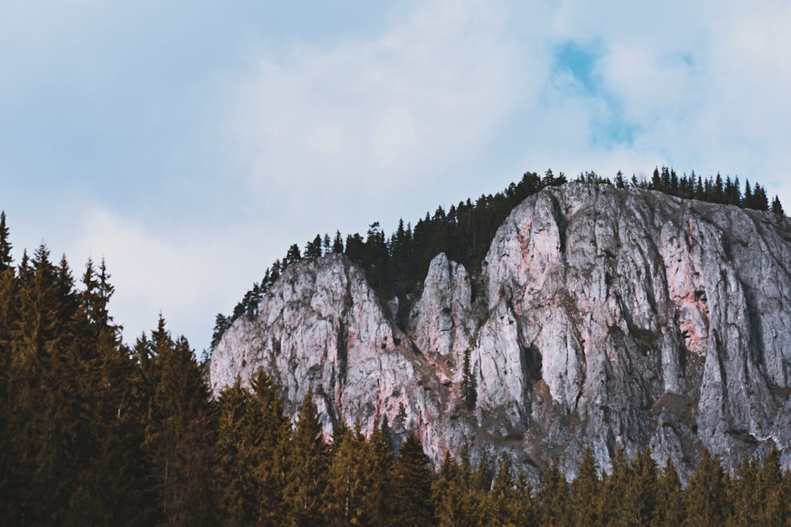 Alberi Verdi Accanto Alla Montagna Grigia