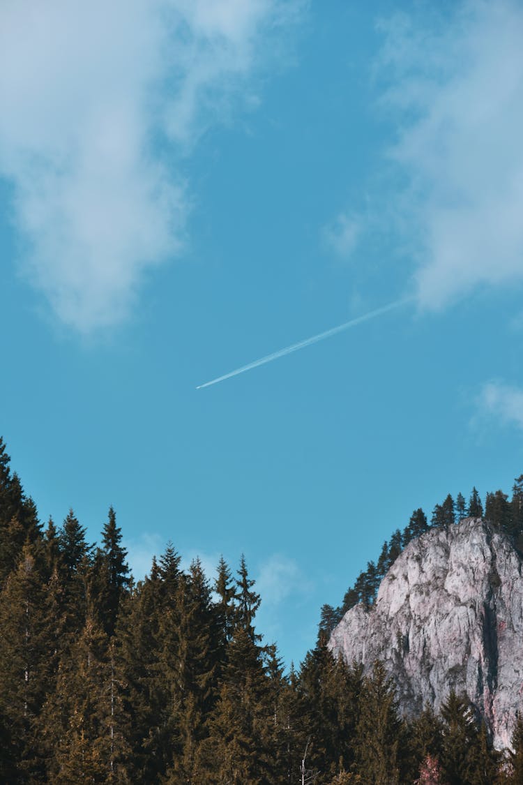 Green Pine Trees Under Blue Sky