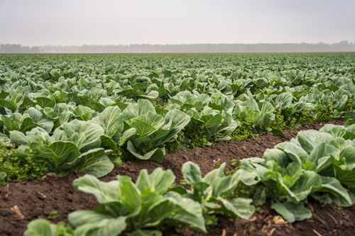 Free Expansive view of a cabbage field stretching under a cloudy sky, ideal for agricultural themes. Stock Photo
