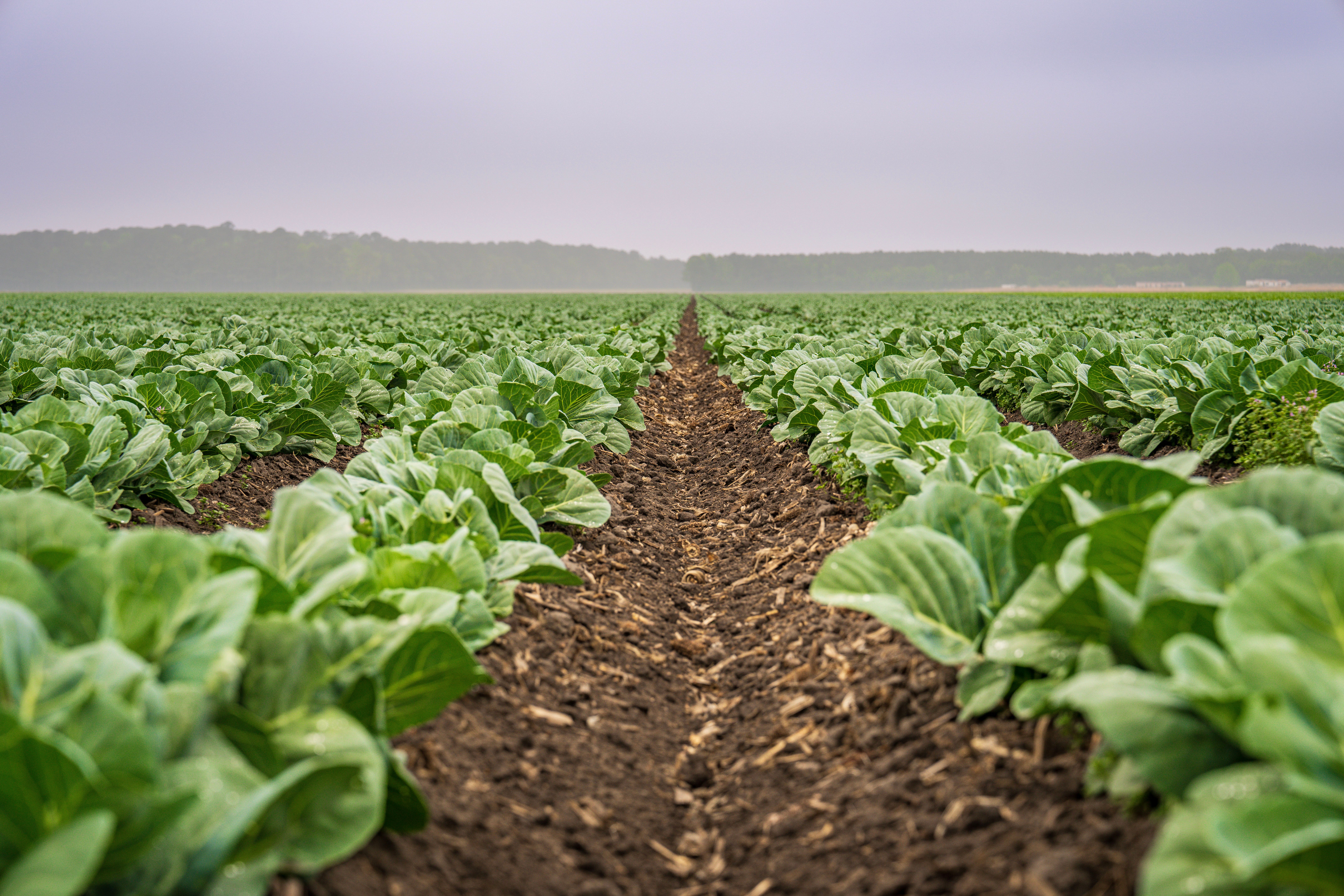 microplastics in soil farmland crops food supply threat