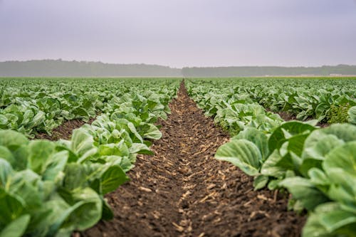 A field of cabbage plants with dirt and a cloudy sky