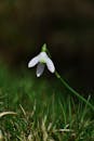 White Snowdrop Flower