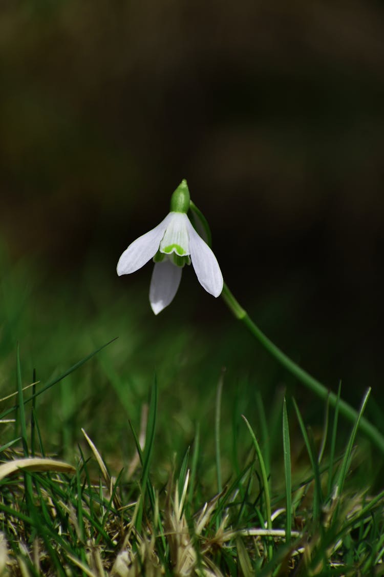 White Snowdrop Flower