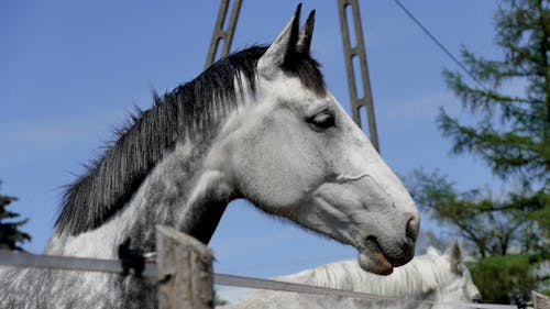 Безкоштовне стокове фото на тему «білий кінь, блакитне небо, впритул»