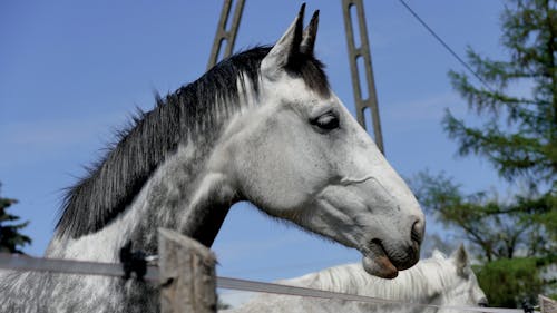 White Horse Near Wooden Post