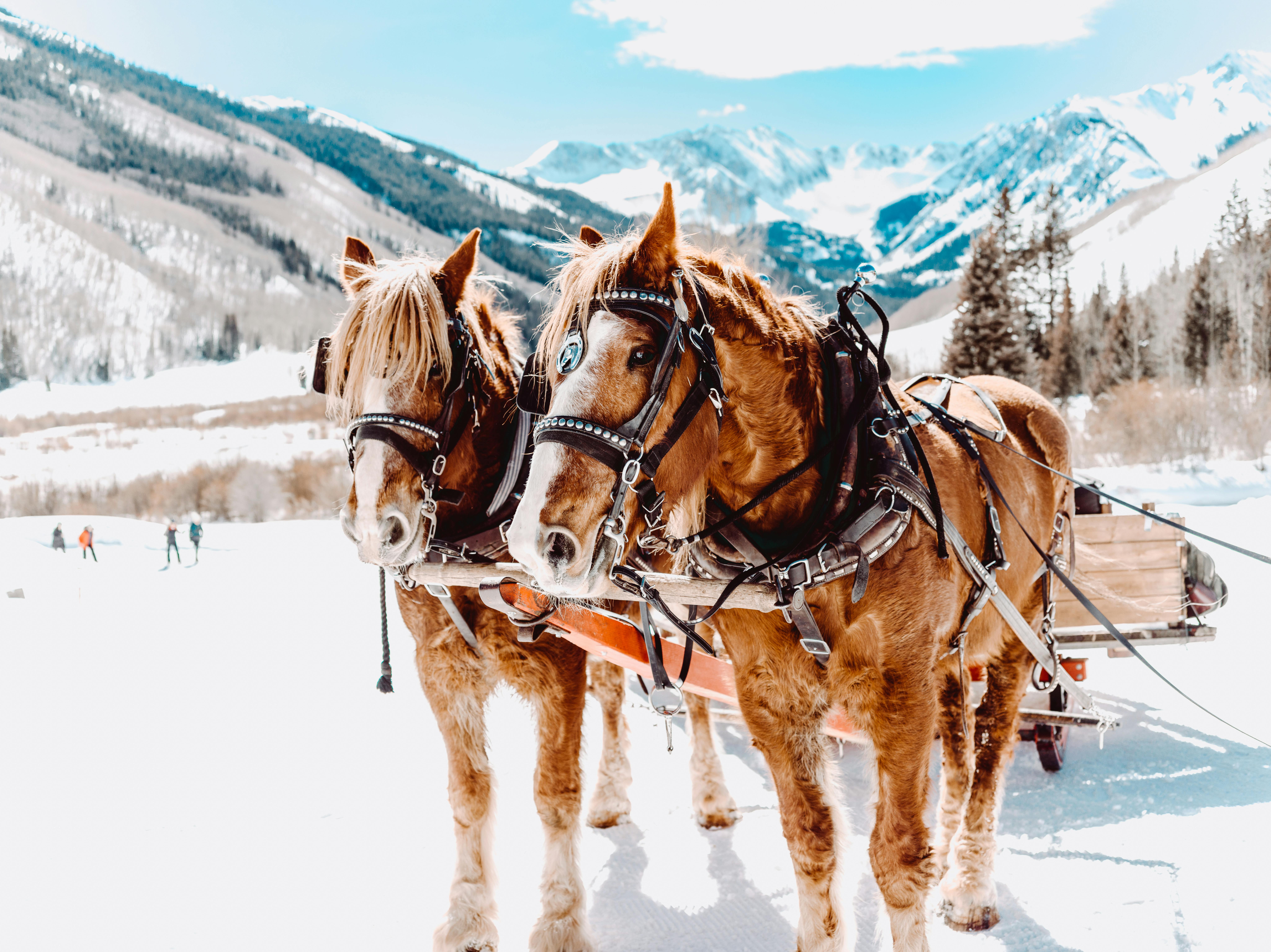 白雪皑皑的白杨林中，两匹马拉着雪橇，背后是令人惊叹的群山