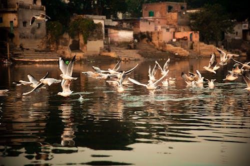 Oiseaux Au Dessus Du Plan D'eau