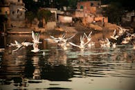 在印度德里的亚穆纳河上，一群海鸥飞过城市背景